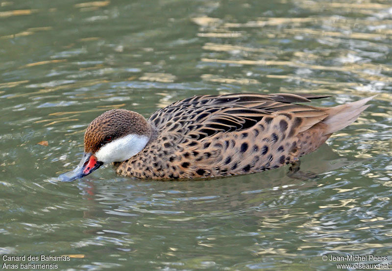 Canard des Bahamas mâle adulte