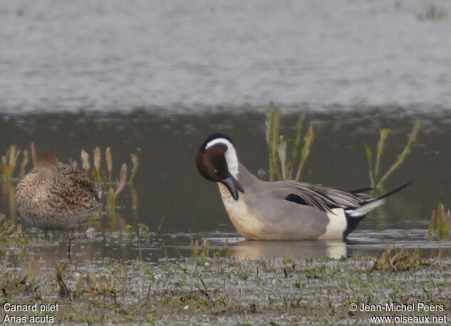 Northern Pintail male adult