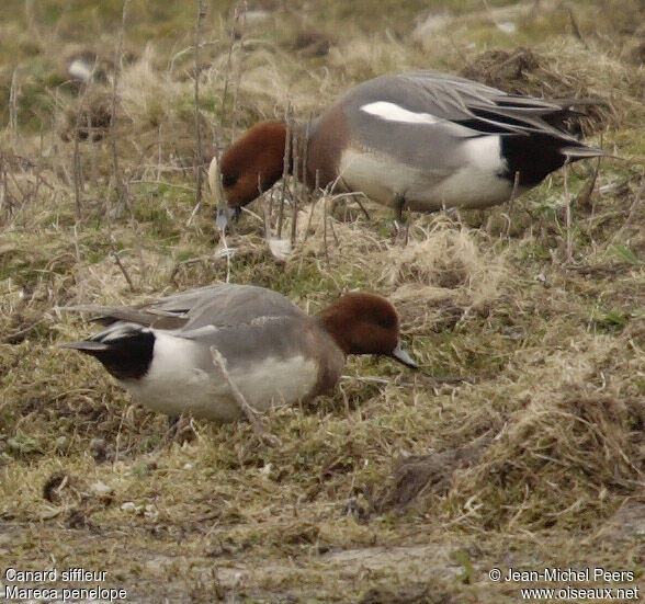 Canard siffleur mâle adulte