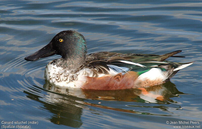 Canard souchet