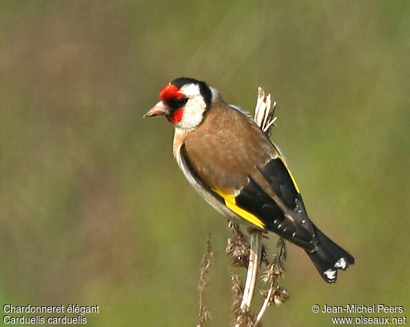 European Goldfinch