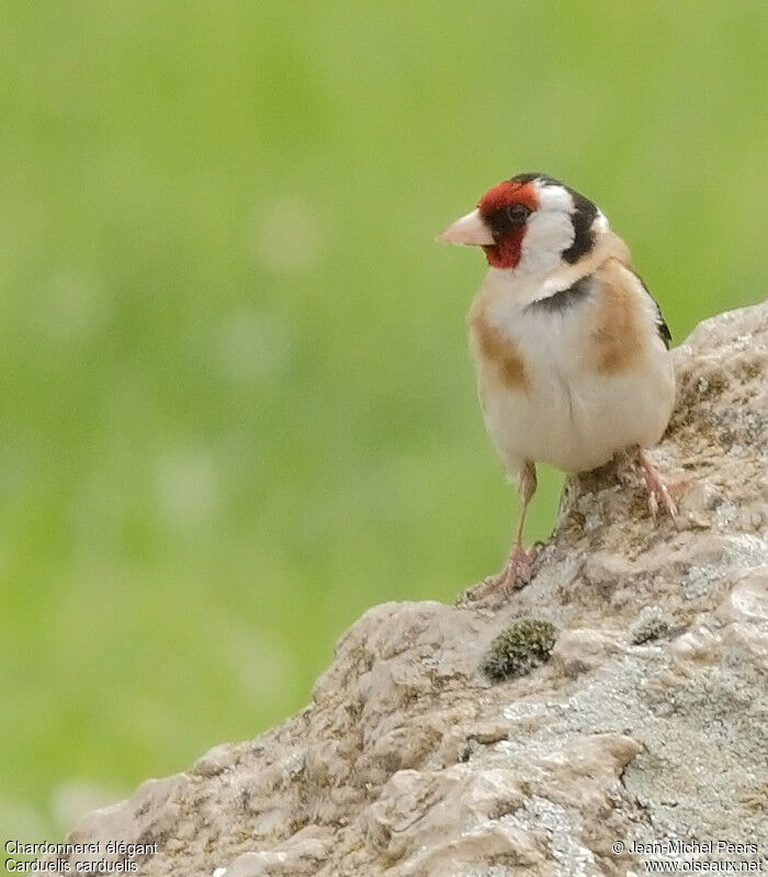 European Goldfinch male