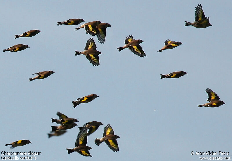 European Goldfinch