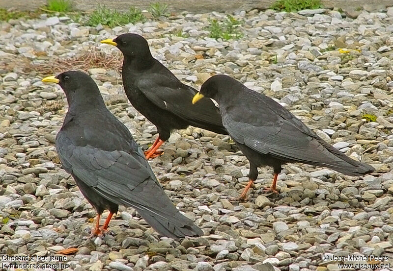 Alpine Choughadult