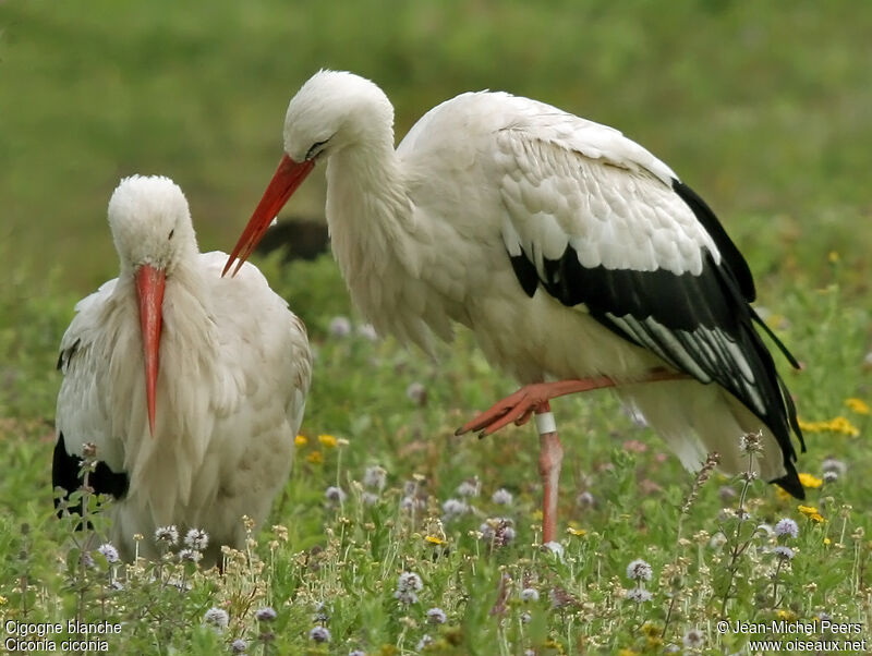 Cigogne blanche 