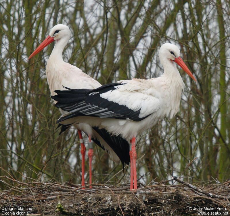 White Stork 