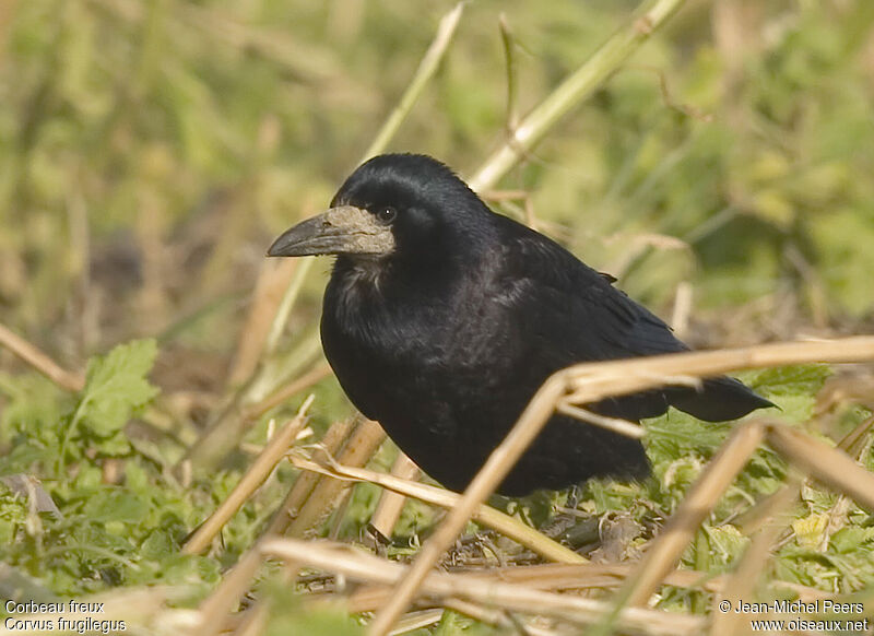 Corbeau freux