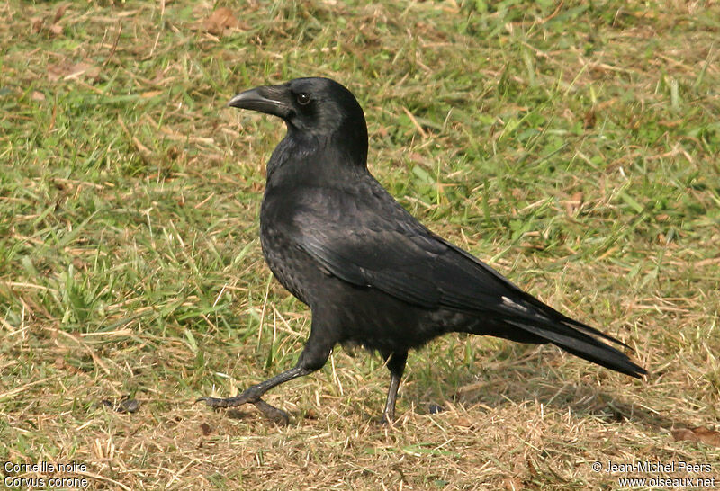 Carrion Crowadult