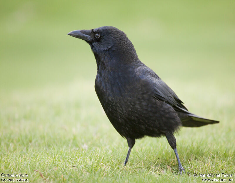 Carrion Crowadult