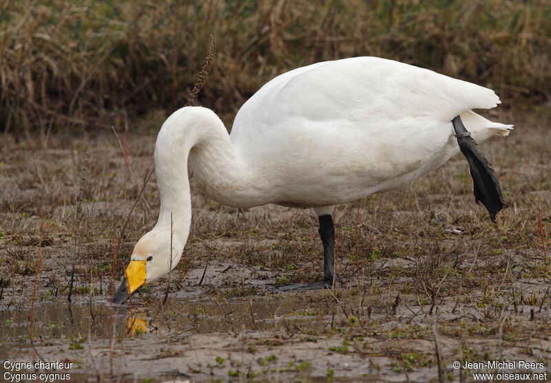 Cygne chanteuradulte