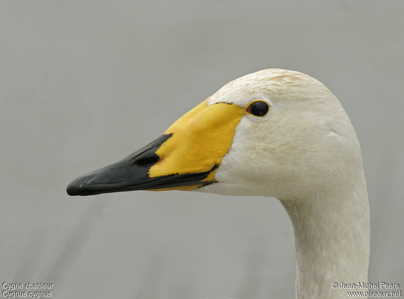 Cygne chanteuradulte