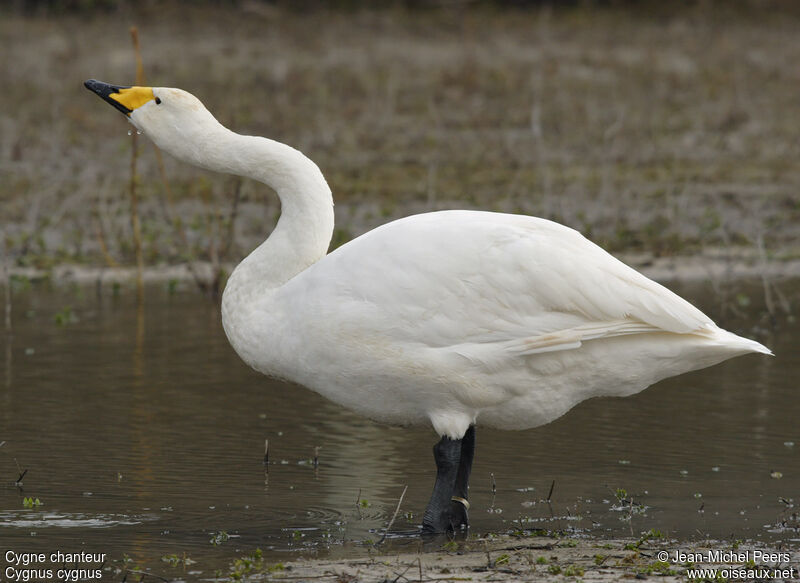 Cygne chanteuradulte