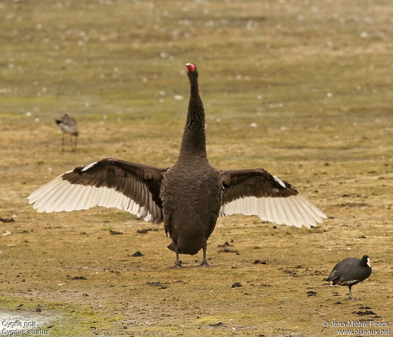 Black Swanadult