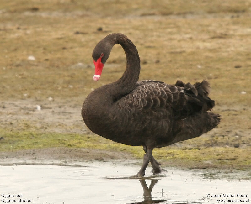 Black Swanadult