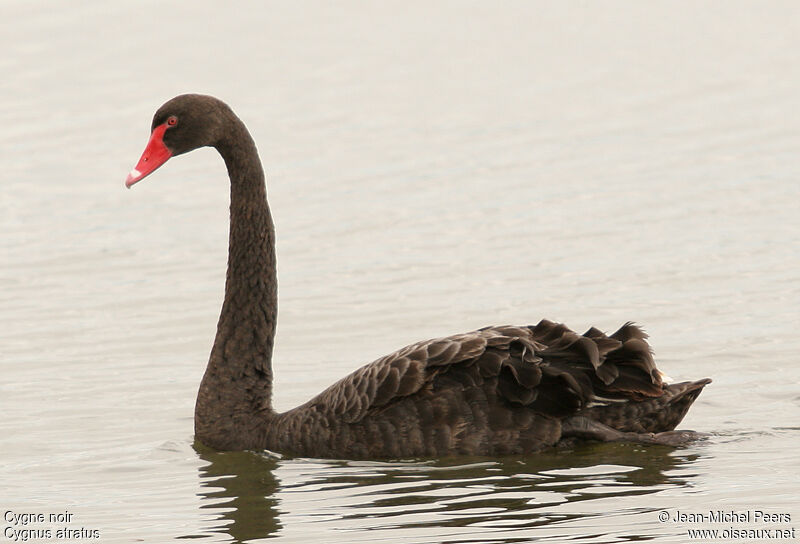 Black Swanadult