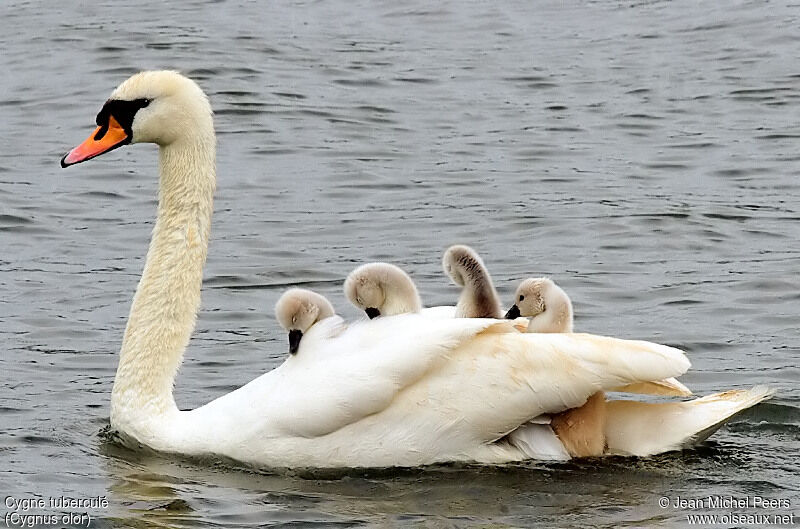 Mute Swan