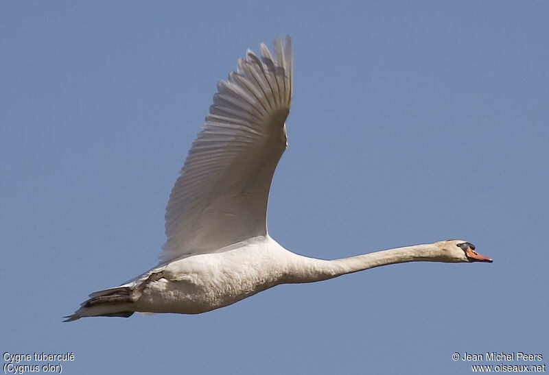 Cygne tuberculéadulte