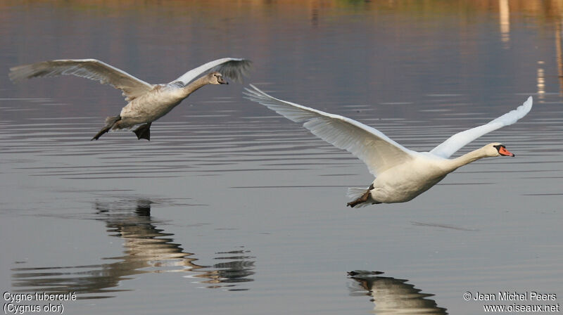 Cygne tuberculé