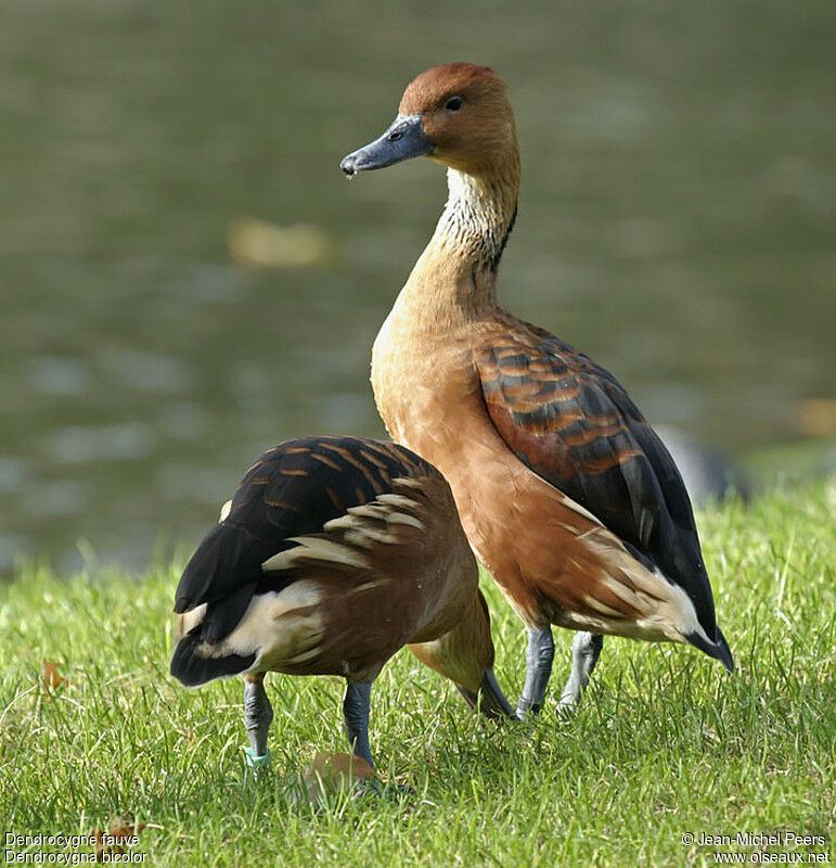 Dendrocygne fauve