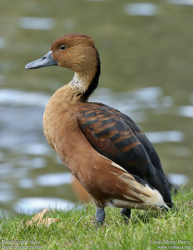 Dendrocygne fauve