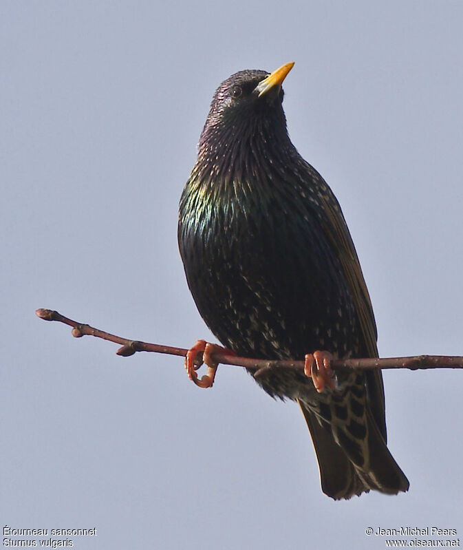 Common Starling