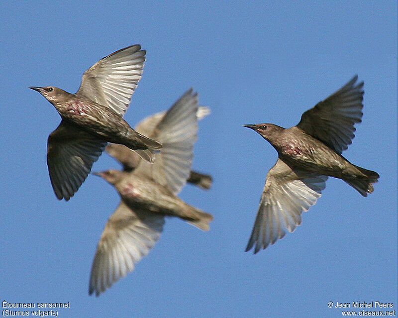 Common Starling