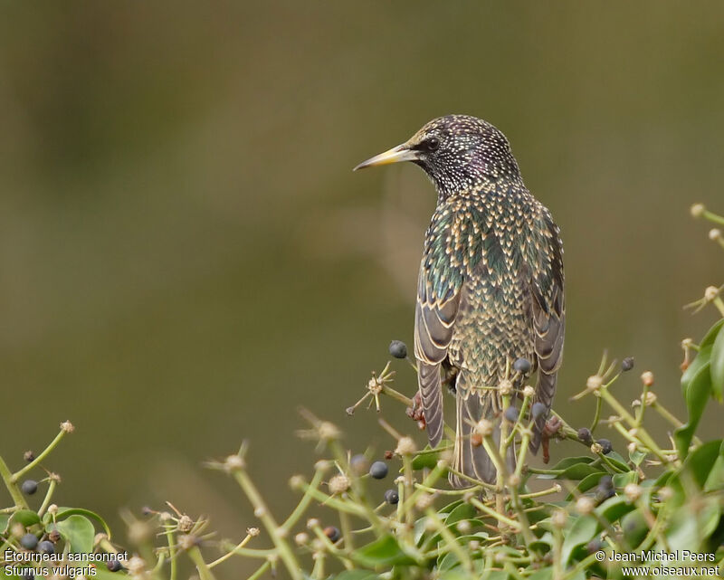 Common Starling