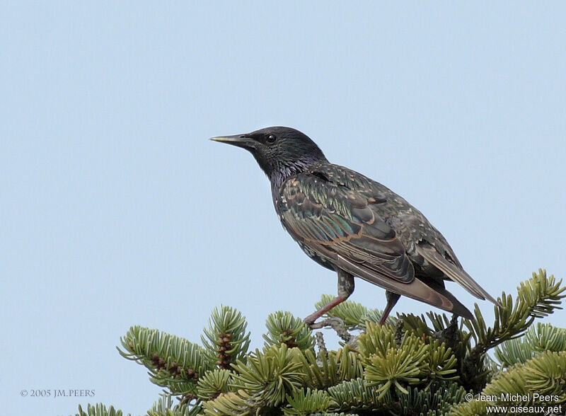 Common Starling