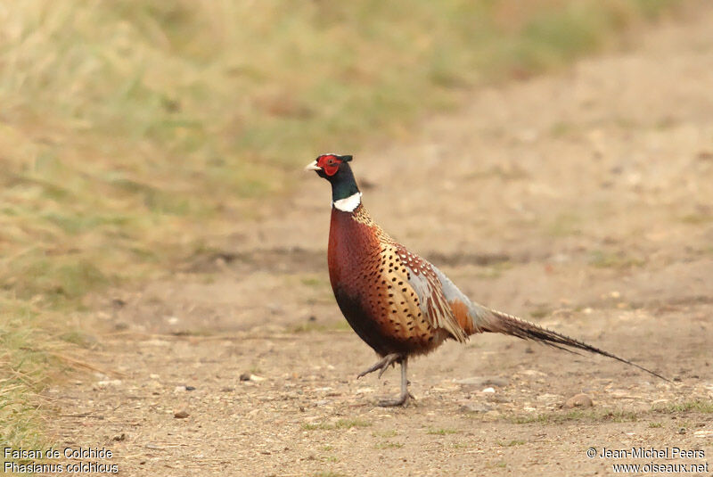 Common Pheasant male adult