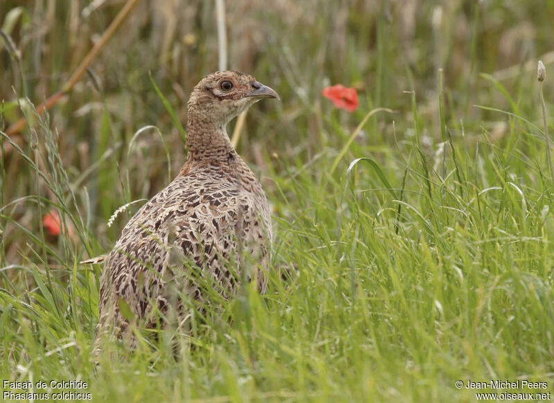 Common Pheasant female adult