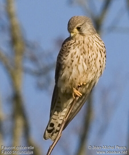 Common Kestrel female