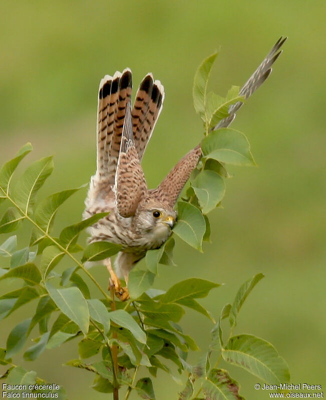 Common Kestrel