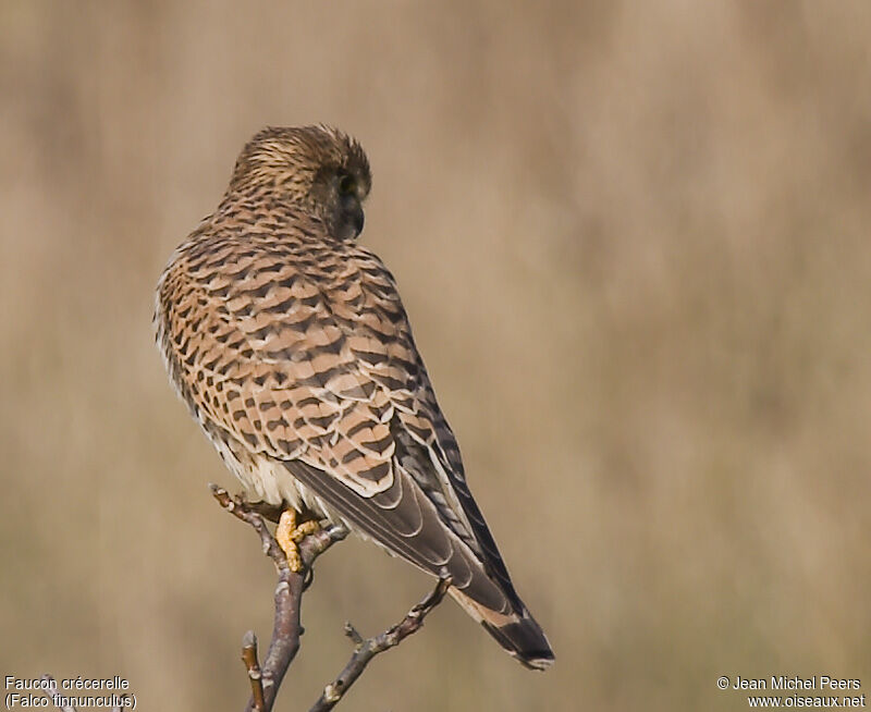 Common Kestrel