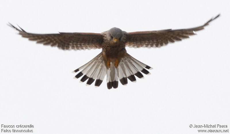 Common Kestrel male adult