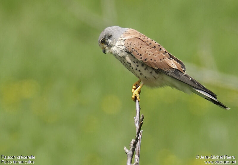 Common Kestrel male adult