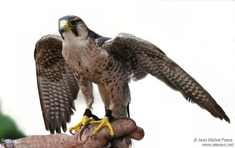 Lanner Falcon