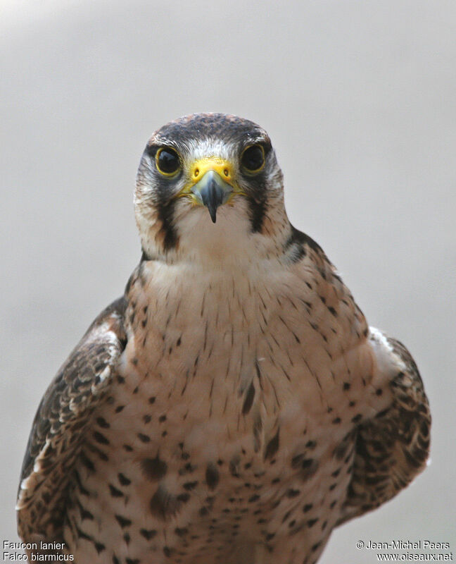 Lanner Falconadult