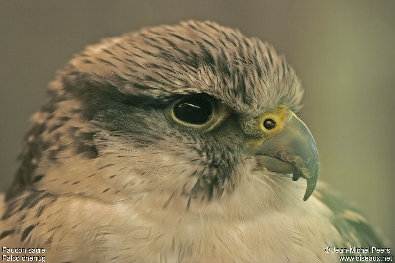 Saker Falcon