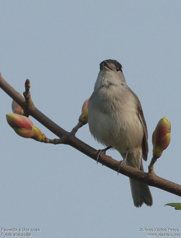 Eurasian Blackcap male