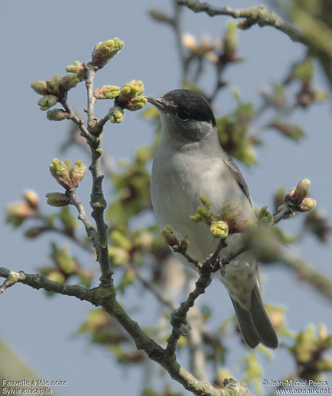 Eurasian Blackcap male adult