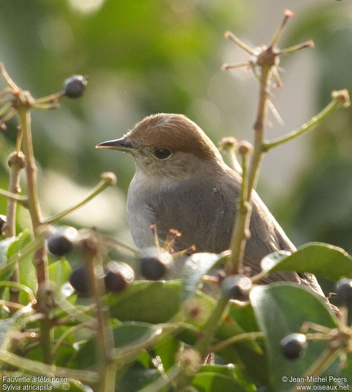 Eurasian Blackcap female adult