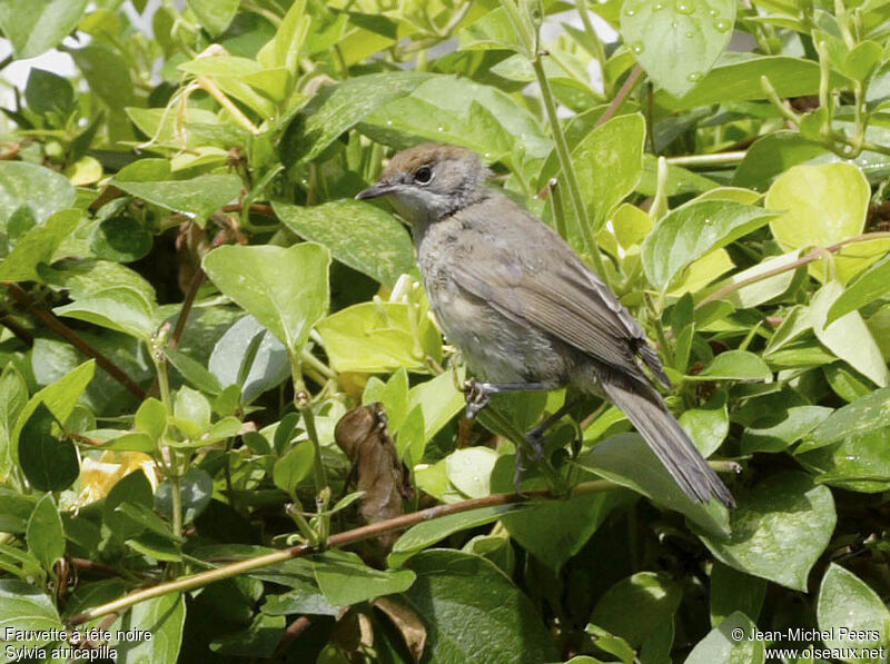 Eurasian Blackcap female juvenile