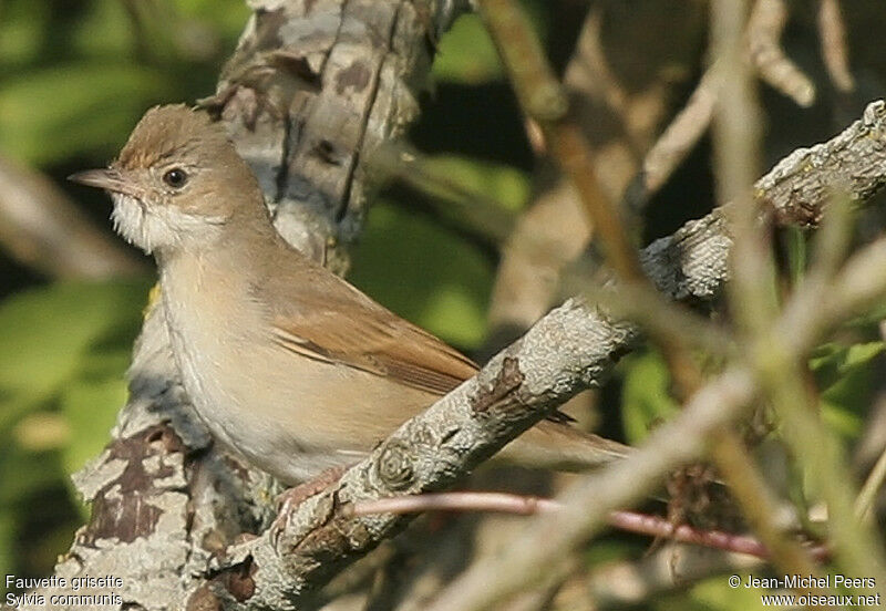 Fauvette grisette mâle