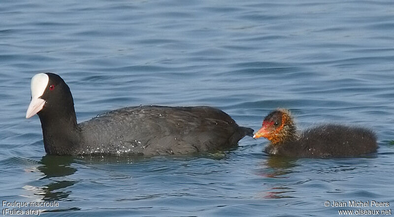 Eurasian Coot