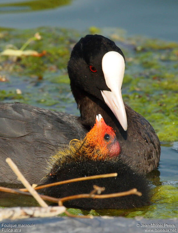 Eurasian Coot