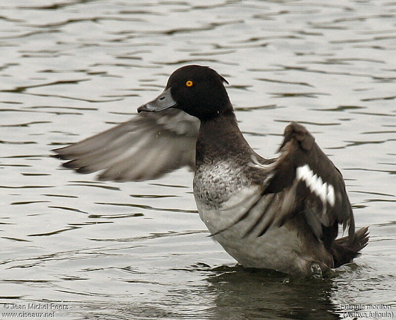 Tufted Duck