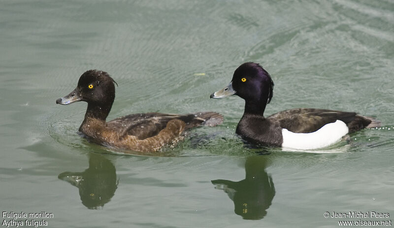 Tufted Duck 