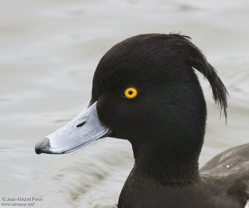 Tufted Duckadult