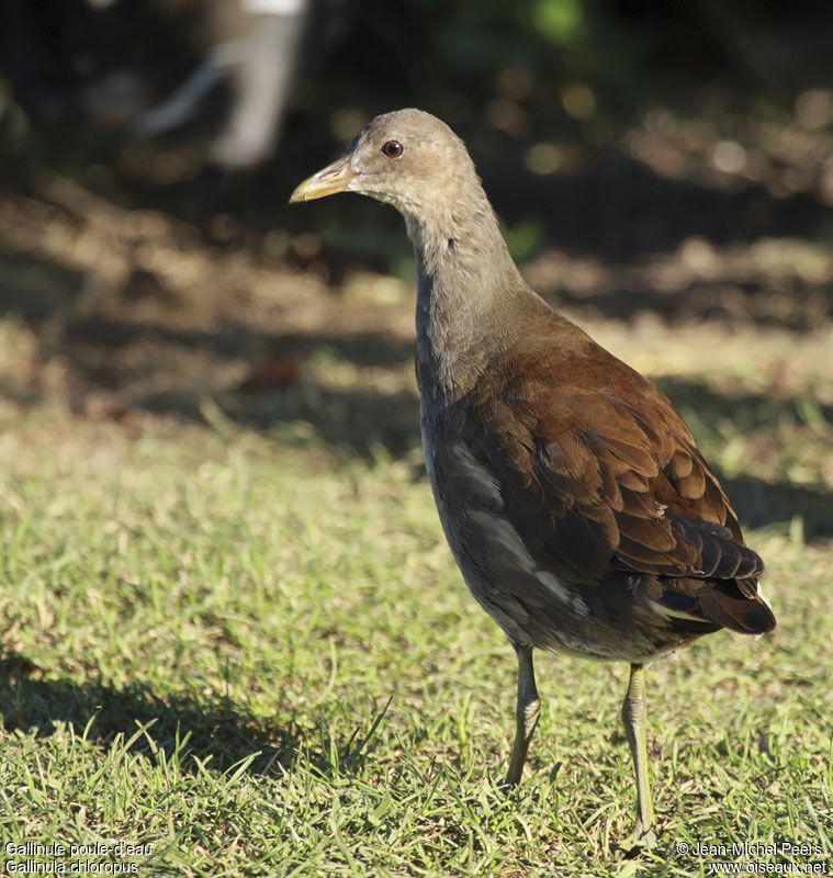 Common Moorhenjuvenile