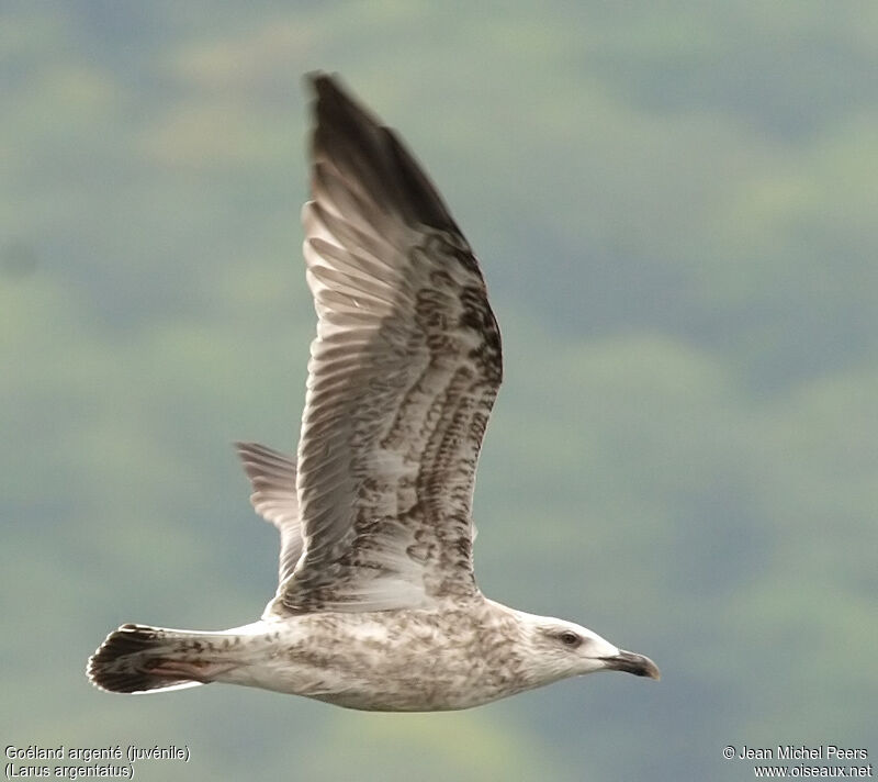 European Herring Gull